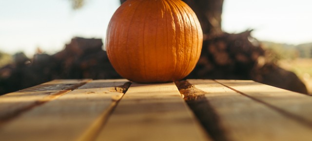a single pumpkin